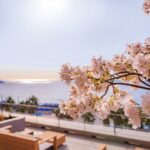 湘南ニュース_1_OISO-桜咲く季-2026_1280×720