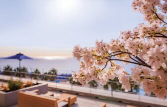 湘南ニュース_1_OISO-桜咲く季-2026_1280×720