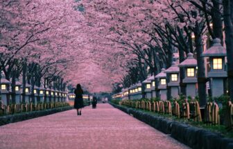 Shonan_cherry blossoms