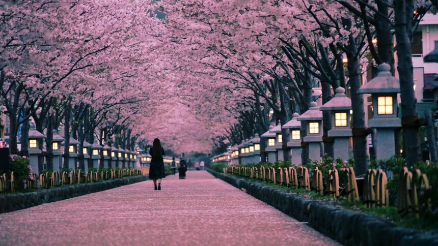 Shonan_cherry blossoms