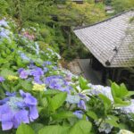 Kamakura Hasedera Hydrangea Season Guide