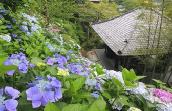 Kamakura Hasedera Hydrangea Season Guide