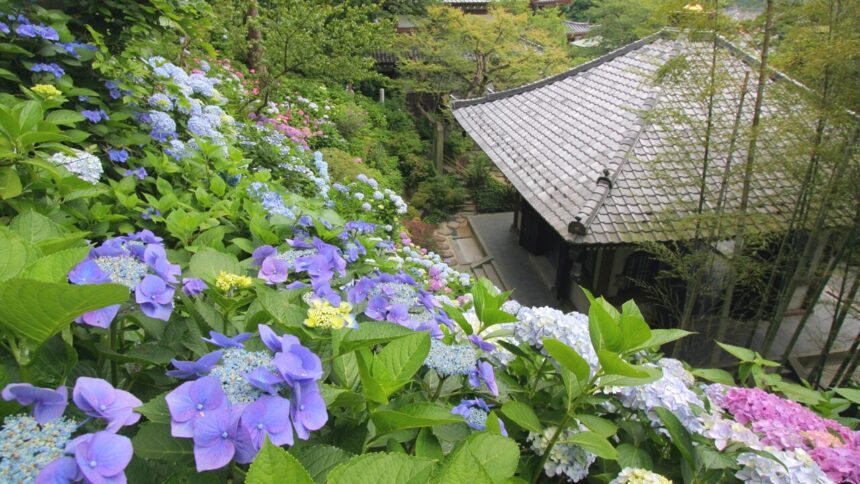 Kamakura Hasedera Hydrangea Season Guide